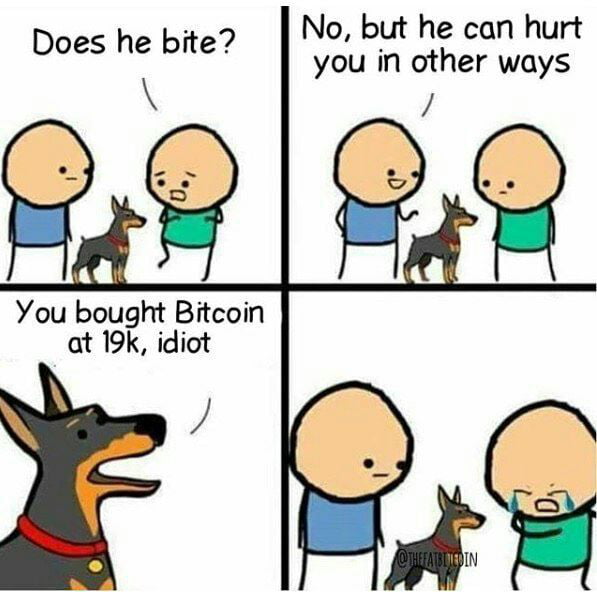 Bitcoin memes dog