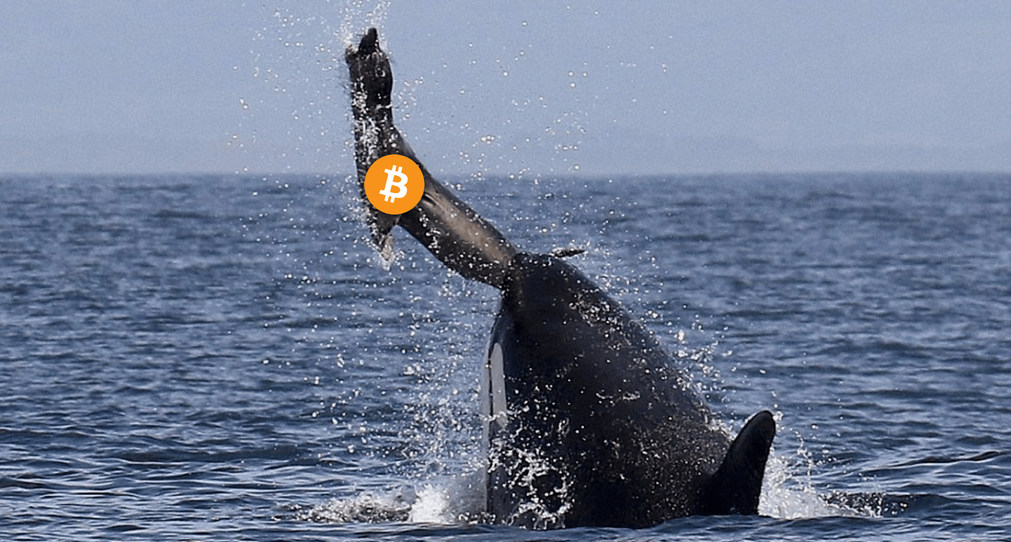 Касатки нападают на китов
