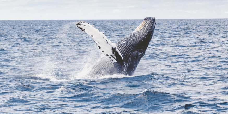 Weiss Ratings reports than an eye-watering 150,000 bitcoins have been accumulated by crypto whales within the past 60 days.