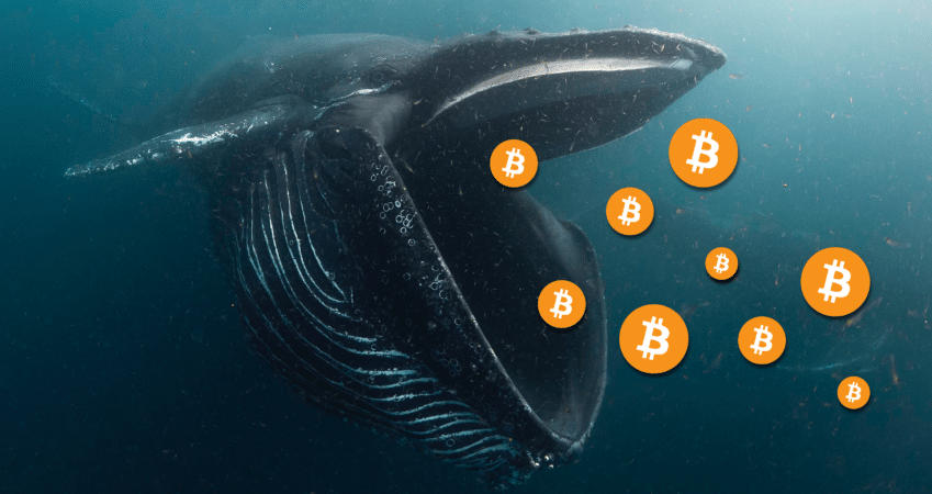 who are whales in crypto