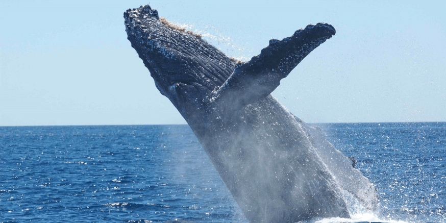Bitcoin whales bought 450,000 BTC during the six-month long crypto winter.